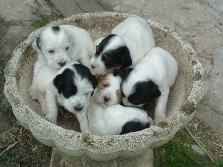 les petits chiots