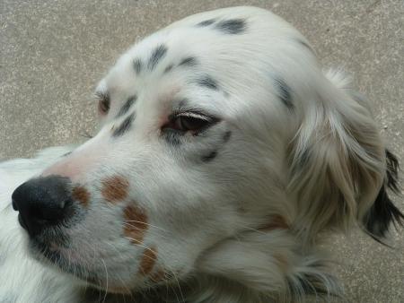 vick