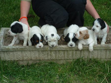 les petits chiots