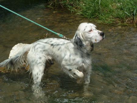 vick