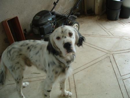 vick